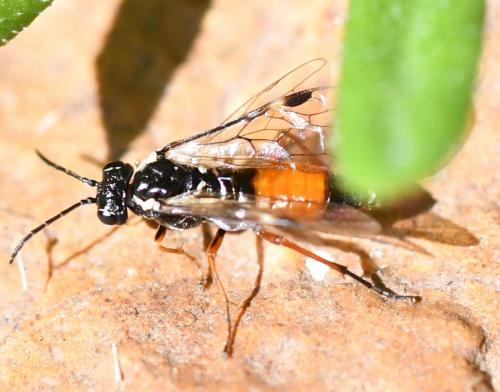 Aglaostigma aucupariae